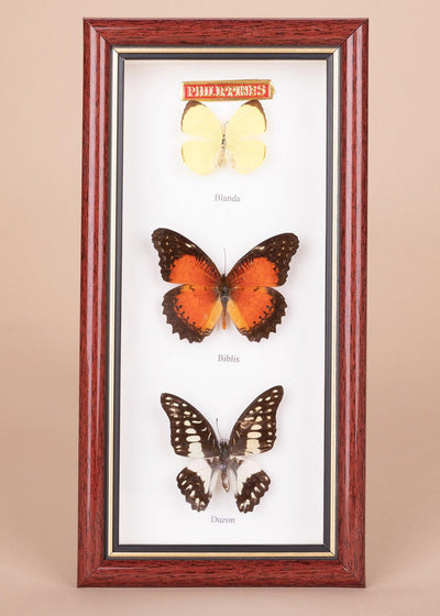 3 Pieces Framed Butterflies 4"X9" - Kultura Filipino | Support Local